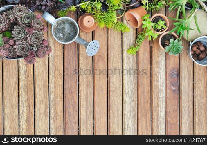 collection of succulent plant on wooden terrace