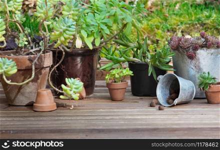 collection of succulent plants in pots on wooden plank