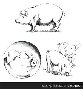 Collection of three sketches of pigs on a white background