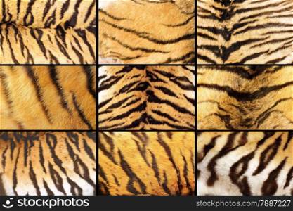collection of tiger fur closeups, different details, images taken on the ssame animal