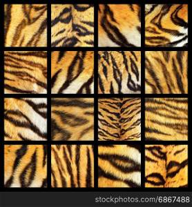 collection of tiger fur details, textured of real animal leather for your design, colorful composition