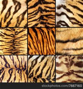collection of tiger stripes, beautiful natural textuires of pelts