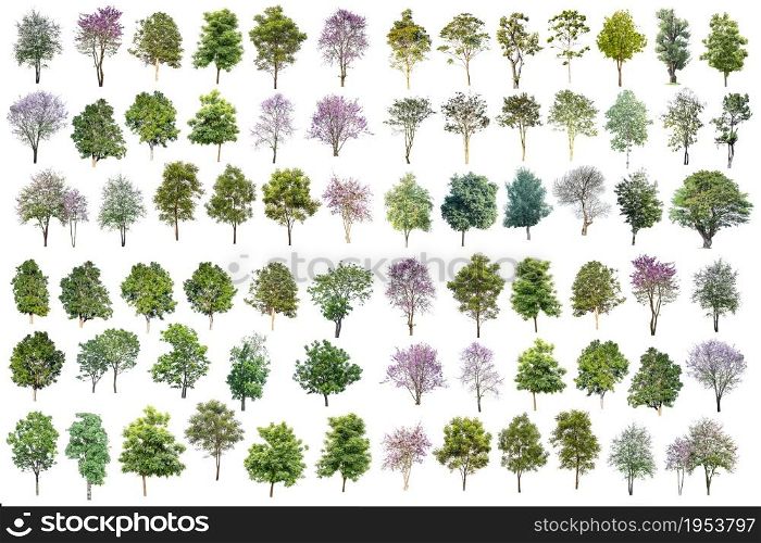 Collection Of Trees Isolated On White Background, Tropical Trees Isolated Used For Design, Advertising And Architecture.