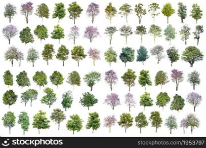 Collection Of Trees Isolated On White Background, Tropical Trees Isolated Used For Design, Advertising And Architecture.