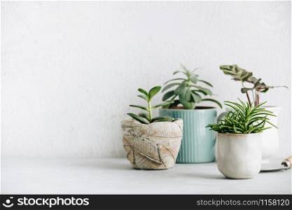 Collection of various cactus and succulent plants in different pots. Minimalistic Home decor and gardening concept. Stylish interior with a lot of plants
