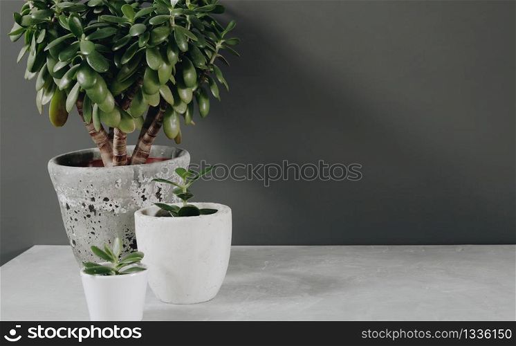 Collection of various cactus and succulent plants in different pots. Home decor and gardening concept. Stylish interior with a lot of plants.