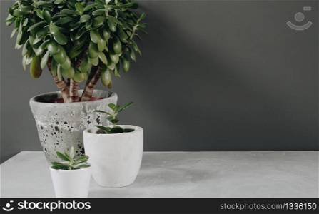 Collection of various cactus and succulent plants in different pots. Home decor and gardening concept. Stylish interior with a lot of plants.