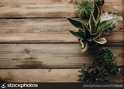 Collection of various cactus and succulent plants on wooden background. flat lay, top view, copy space. Minimalistic Home decor and gardening concept. Stylish interior with a lot of plants