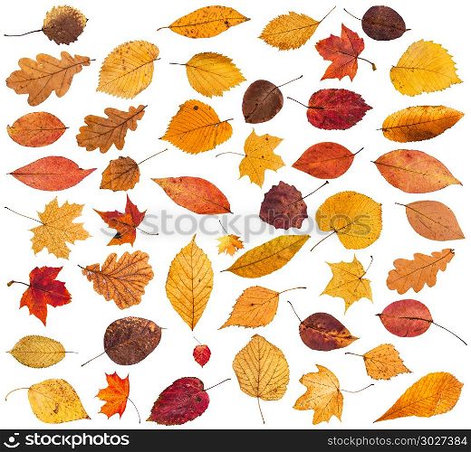 collection of various dried autumn fallen leaves. collection of various dried autumn fallen leaves isolated on white background