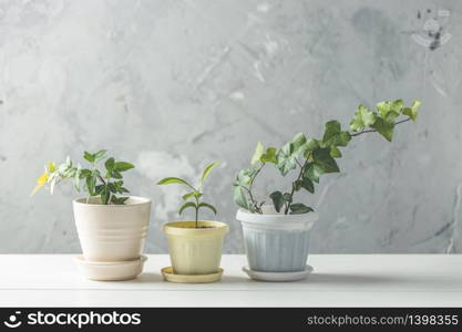 Collection of various ivy and tangerine seedling in different pots on white wooden table with grey concrete wall at background. Home decor and gardening concept.