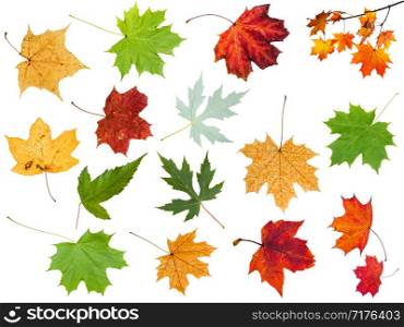 collection of various leaves of maple trees isolated on white background