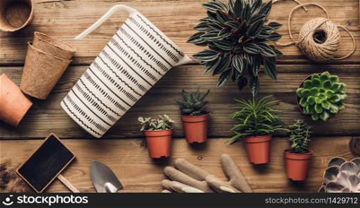 Collection of various succulent plants and garden tools on wooden background, flat lay. Minimalistic Home decor and gardening concept. Stylish interior with a lot of plants