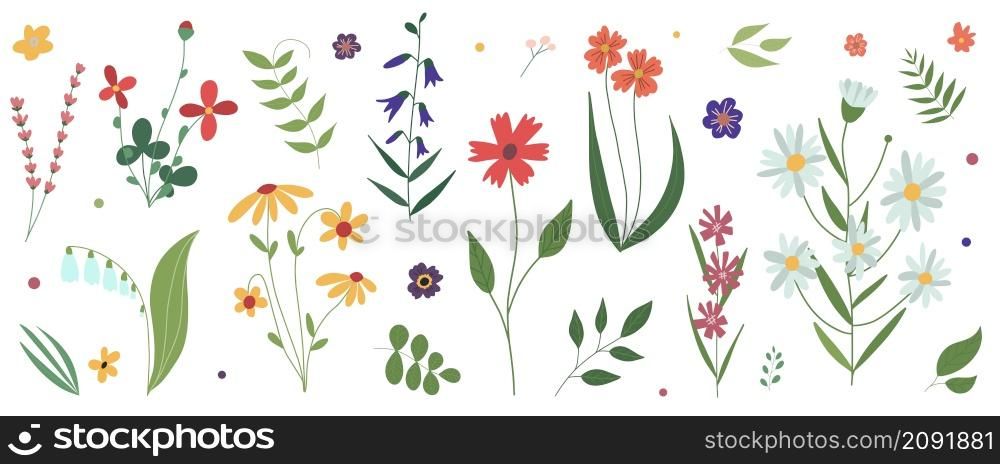 Collection of wild blooming meadow flowers.Flat colorful botanical vector illustration.Flowers isolated on white background.Set of decorative floral design elements.. Collection of wild blooming meadow flowers Flat colorful botanical vector illustration