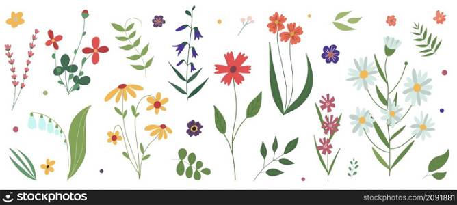 Collection of wild blooming meadow flowers.Flat colorful botanical vector illustration.Flowers isolated on white background.Set of decorative floral design elements.. Collection of wild blooming meadow flowers Flat colorful botanical vector illustration