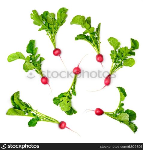 Collection red radish isolated on white background. Top view.