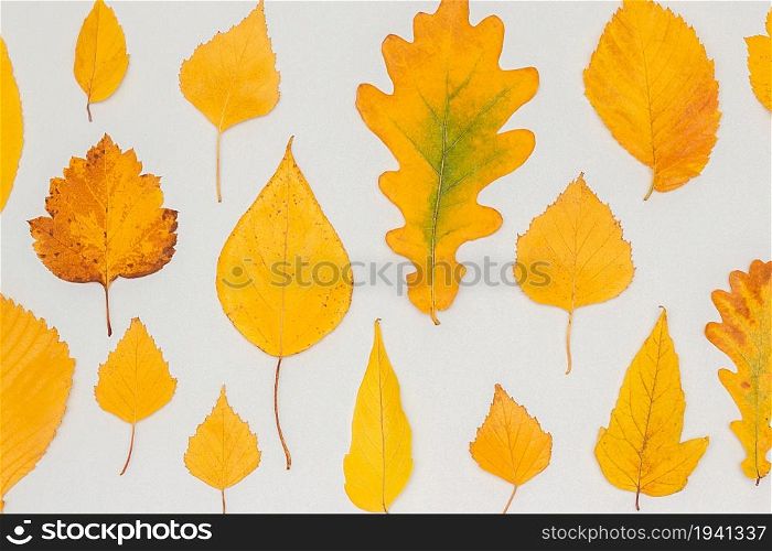 Collection, set of autumn yellow leaves on gray background, fall wallpaper. Top view Flat lay.. Collection, set of autumn yellow leaves on gray background, fall wallpaper. Top view Flat lay
