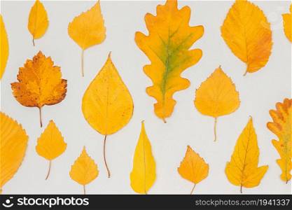 Collection, set of autumn yellow leaves on gray background, fall wallpaper. Top view Flat lay.. Collection, set of autumn yellow leaves on gray background, fall wallpaper. Top view Flat lay