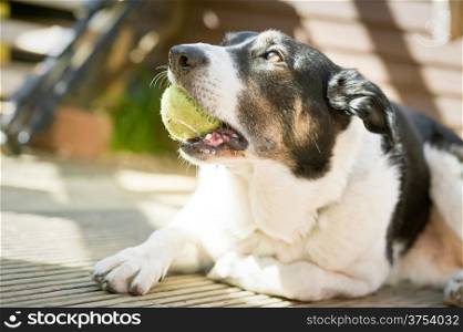 collie-cross dog with a tennis ball in his mouth