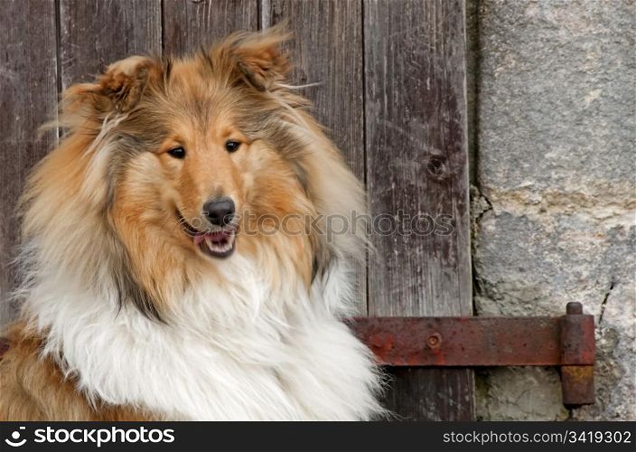 collie dog. british Collie