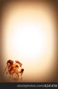 Collie Dog Image on Animal Lovers Writing Pad