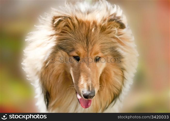 collie dog in morning sun. Collie