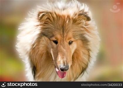 collie dog in morning sun. Collie