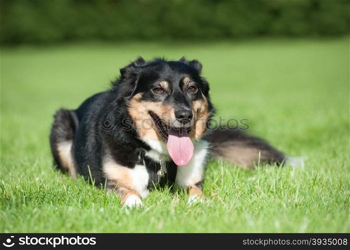 collie dog resting and panting after excercise