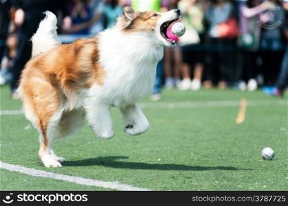 Collie dog running and biting a ball on the playground