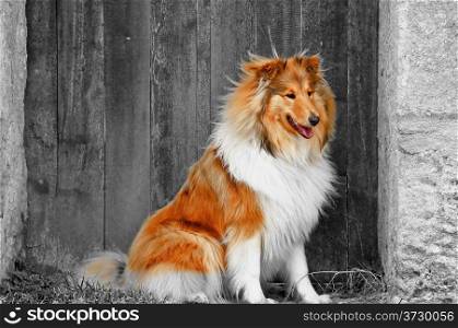Collie dog sitting before an old wooden door
