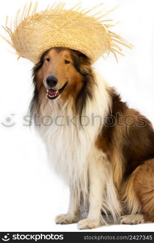 collie dog with straw hat to celebrate the junina holidays isolated on white. collie dog with straw hat to celebrate the junina holidays