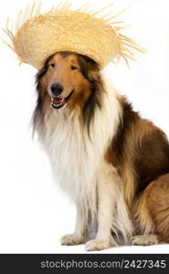 collie dog with straw hat to celebrate the junina holidays isolated on white. collie dog with straw hat to celebrate the junina holidays