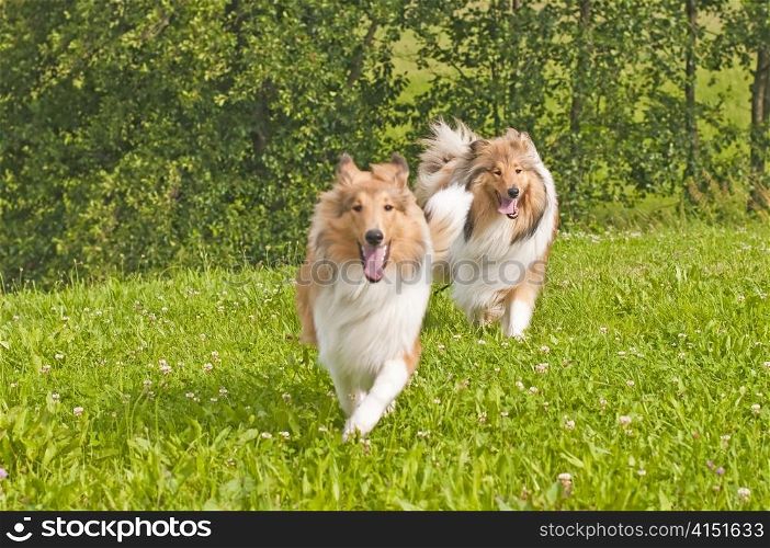 collie dogs. Collie