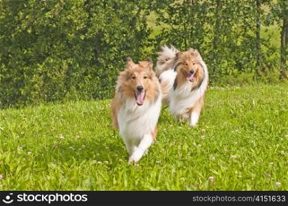 collie dogs. Collie