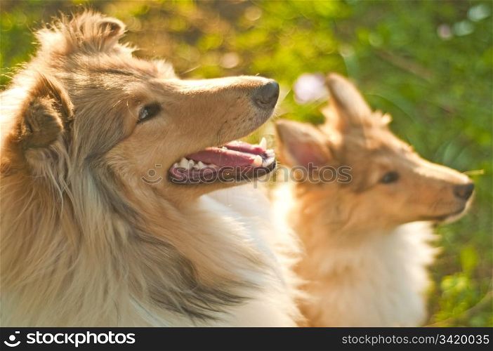 collie dogs. Collie yound and whelp