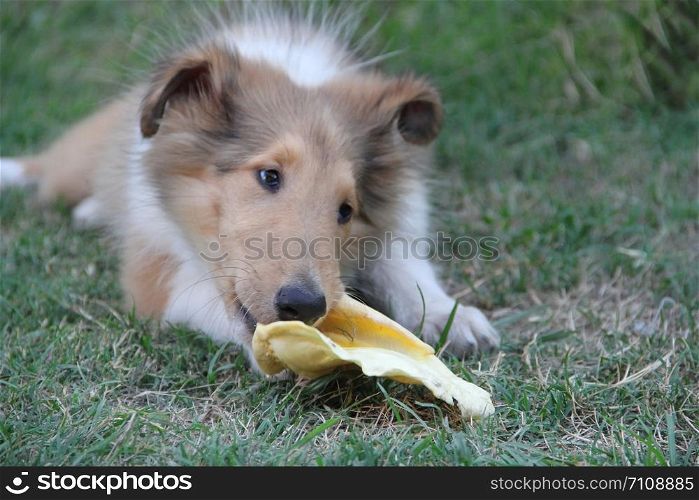 collie puppy playing on the green grass