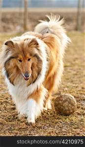 Collie with ball