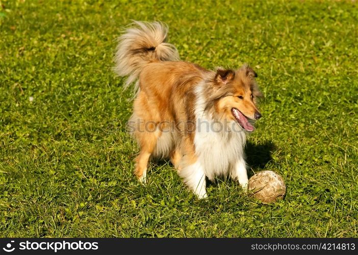Collie with ball