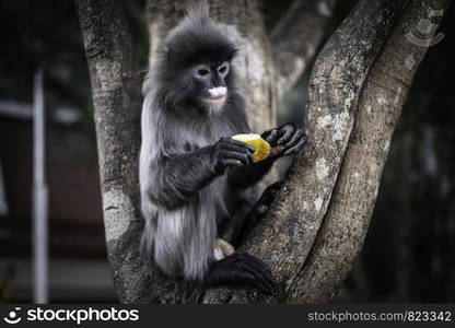 Colobinae also gray Langur eating fruit long tailed monkey on the tree