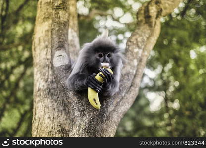 Colobinae also gray Langur eating fruit long tailed monkey on the tree