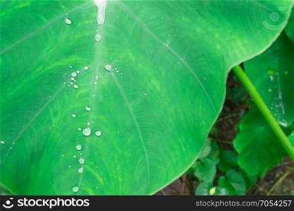Colocasia esculenta, Water on the leaves Bon