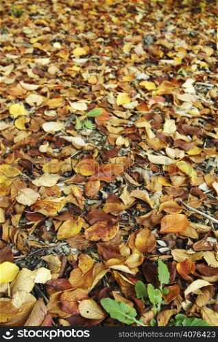 Colofrul dry autumn leaves on the ground