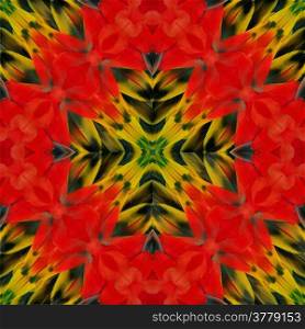 Coloful bachground pattern made from Scarlet Macaw feathers
