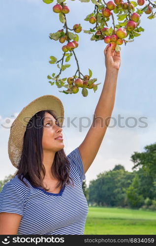 Colombian woman picking red apples from apple tree