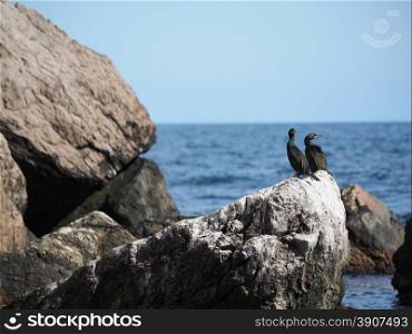 colony of cormorants on the rocks