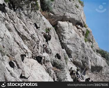 colony of cormorants on the rocks