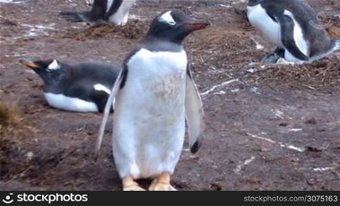 Colony of Gentoo penguins (Pygoscelis papua) at Volunteer Point, Falkland Islands