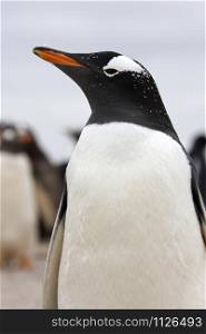 Colony of Gentoo Penguins (Pygoscelis papua) in the Falkland Islands (Islas Malvinas).