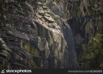 Colony of guillemot murre birds nesting on cliff face