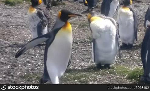 Colony of King Penguins at Volunteer Point, Falkland Islands