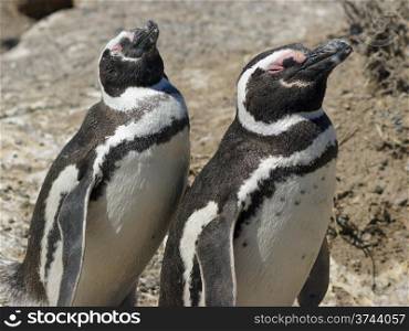 Colony of Magellanic Penguins, Punta Tombo, Argentina, South America